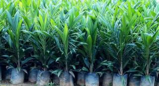 Bibit Sawit Subsidi Unggul Diserahkan Disbunnak Keswan Kampar Terhadap Petani